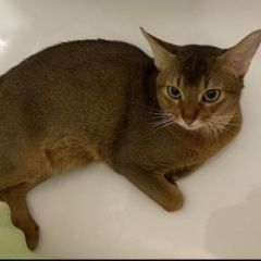 Подробнее об объявлении «Пропал кот Фряново» Фото: пропала кошка Абиссинская кошка «Пропал кот Фряново» в г. Фряново