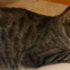 Подробнее об объявлении «Пропал кот кирова, 54а Подольск» Фото: пропала кошка  «Пропал кот кирова, 54а Подольск» в г. Подольск