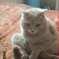 Подробнее об объявлении «Пропала кошка керамический проезд / Москва» Фото: пропала кошка  «Пропала кошка керамический проезд / Москва» в г. Москва