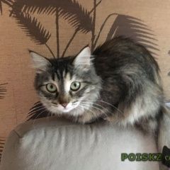 Подробнее об объявлении «Нижний Новгород Пропала кошка» Фото: пропала кошка Сибирская «Нижний Новгород Пропала кошка» в г. Нижний Новгород