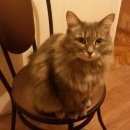 Подробнее об объявлении «Мытищи Пропала кошка помогите найти друга» Фото: пропала кошка  «Мытищи Пропала кошка помогите найти друга» в г. Мытищи