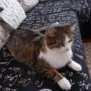 Подробнее об объявлении «Ивантеевка (Московская обл.) Пропал кот в ивантеевке» Фото: пропала кошка  «Ивантеевка (Московская обл.) Пропал кот в...» в г. Ивантеевка (Московская обл.)