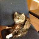 Подробнее об объявлении «Бердск Пропал кот» Фото: пропала кошка  «Бердск Пропал кот» в г. Бердск