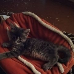 Подробнее об объявлении «Севастополь Пропал котенок» Фото: пропала кошка  «Севастополь Пропал котенок» в г. Севастополь