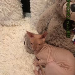 Подробнее об объявлении «Пропал кот Белгород» Фото: пропала кошка Сфинкс «Пропал кот Белгород» в г. Белгород