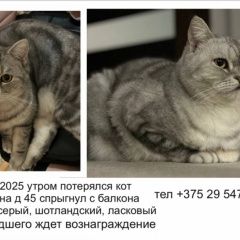 Подробнее об объявлении «Пропал кот Могилев» Фото: пропала кошка  «Пропал кот Могилев» в г. Могилев