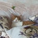 Подробнее об объявлении «Саратов Пропал кот ик» Фото: пропала кошка  «Саратов Пропал кот ик» в г. Саратов