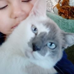 Подробнее об объявлении «Пропал кот Волжский (Волгоградская обл.)» Фото: пропала кошка  «Пропал кот Волжский (Волгоградская обл.)» в г. Волжский (Волгоградская обл.)