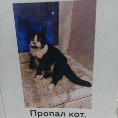 Подробнее об объявлении «Пропал кот 22 февраля Омск» Фото: пропала кошка  «Пропал кот 22 февраля Омск» в г. Омск