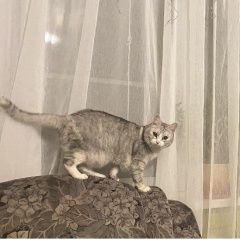 Подробнее об объявлении «Чехов Пропала кошка с. ивановское ского района» Фото: пропала кошка  «Чехов Пропала кошка с. ивановское ского района» в г. Чехов