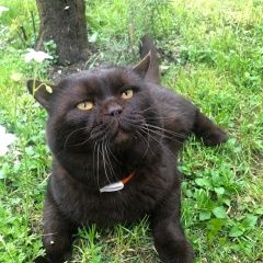 Подробнее об объявлении «Пропал кот Москва» Фото: пропала кошка Британская короткошерстная «Пропал кот Москва» в г. Москва