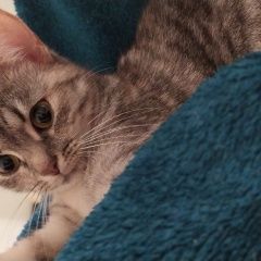Подробнее об объявлении «Пенза Пропала кошка» Фото: пропала кошка  «Пенза Пропала кошка» в г. Пенза
