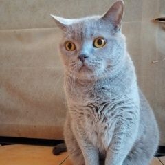Подробнее об объявлении «Тула Пропал кот» Фото: пропала кошка Британская короткошерстная «Тула Пропал кот» в г. Тула