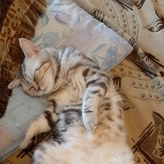 Подробнее об объявлении «Саратов Пропала кошка» Фото: пропала кошка Британская короткошерстная «Саратов Пропала кошка» в г. Саратов