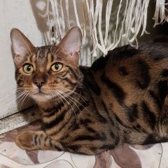 Подробнее об объявлении «Раменское Пропал кот» Фото: пропала кошка Бенгальская «Раменское Пропал кот» в г. Раменское