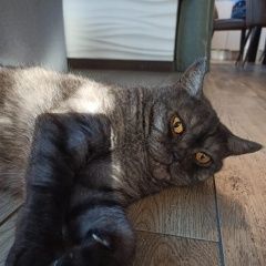 Подробнее об объявлении «Пропала кошка Томск» Фото: пропала кошка Британская короткошерстная «Пропала кошка Томск» в г. Томск