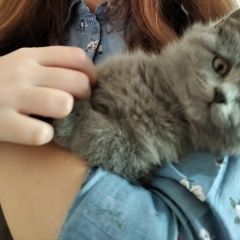 Подробнее об объявлении «Пропала кошка котенок Ростов-на-Дону» Фото: пропала кошка  «Пропала кошка котенок Ростов-на-Дону» в г. Ростов-на-Дону