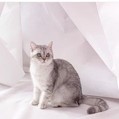 Подробнее об объявлении «Пропала кошка Санкт-Петербург» Фото: пропала кошка  «Пропала кошка Санкт-Петербург» в г. Санкт-Петербург