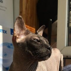 Подробнее об объявлении «Пропал кот сфинкс Тимашевск» Фото: пропала кошка Сфинкс «Пропал кот сфинкс Тимашевск» в г. Тимашевск