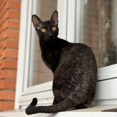 Подробнее об объявлении «Пропал кот 12 июня Одинцово» Фото: пропала кошка Корниш-рекс «Пропал кот 12 июня Одинцово» в г. Одинцово