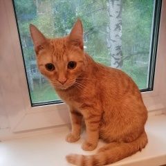 Подробнее об объявлении «Пропал кот сёма Томск» Фото: пропала кошка  «Пропал кот сёма Томск» в г. Томск