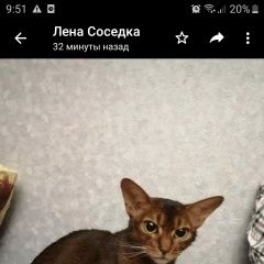 Подробнее об объявлении «Москва Пропала кошка любимица  помогите найти.» Фото: пропала кошка Абиссинская «Москва Пропала кошка любимица  помогите найти.» в г. Москва