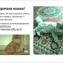 Подробнее об объявлении «Пропала кошка Тамбов» Фото: пропала кошка Персидская «Пропала кошка Тамбов» в г. Тамбов