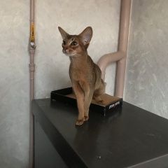 Подробнее об объявлении «Воронеж Пропала кошка» Фото: пропала кошка Абиссинская «Воронеж Пропала кошка» в г. Воронеж