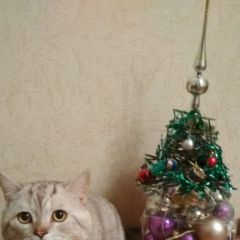 Подробнее об объявлении «Пропал кот степан Набережные Челны» Фото: пропала кошка  «Пропал кот степан Набережные Челны» в г. Набережные Челны