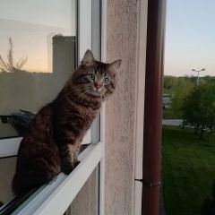 Подробнее об объявлении «Калининград (Кенигсберг) Пропал кот» Фото: пропала кошка  «Калининград (Кенигсберг) Пропал кот» в г. Калининград (Кенигсберг)