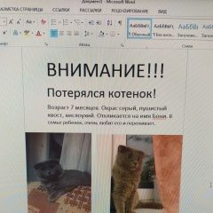 Подробнее об объявлении «Чехов Пропал котёнок 7 мес.» Фото: пропала кошка  «Чехов Пропал котёнок 7 мес.» в г. Чехов