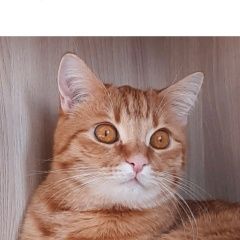Подробнее об объявлении «Истра Пропал кот» Фото: пропала кошка  «Истра Пропал кот» в г. Истра