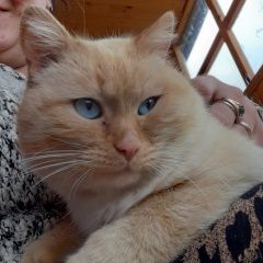 Подробнее об объявлении «Ярославль Пропал кот» Фото: пропала кошка  «Ярославль Пропал кот» в г. Ярославль