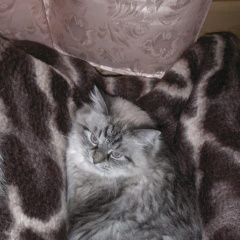 Подробнее об объявлении «Конаково Пропала кошка» Фото: пропала кошка  «Конаково Пропала кошка» в г. Конаково