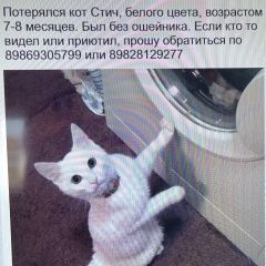 Подробнее об объявлении «Казань Пропал кот стич» Фото: пропала кошка  «Казань Пропал кот стич» в г. Казань