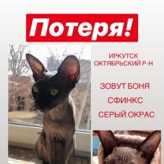 Подробнее об объявлении «Иркутск Пропала кошка..» Фото: пропала кошка Сфинкс «Иркутск Пропала кошка..» в г. Иркутск