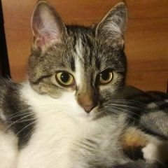 Подробнее об объявлении «Пропала кошка Ростов-на-Дону» Фото: пропала кошка  «Пропала кошка Ростов-на-Дону» в г. Ростов-на-Дону