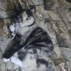 Подробнее об объявлении «Орел Пропала кошка» Фото: пропала кошка  «Орел Пропала кошка» в г. Орел