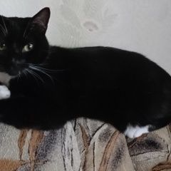 Подробнее об объявлении «Пропал котик тимка Санкт-Петербург» Фото: пропала кошка  «Пропал котик тимка Санкт-Петербург» в г. Санкт-Петербург