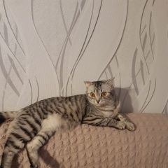 Подробнее об объявлении «Пропала кошка Новотроицк» Фото: пропала кошка  «Пропала кошка Новотроицк» в г. Новотроицк