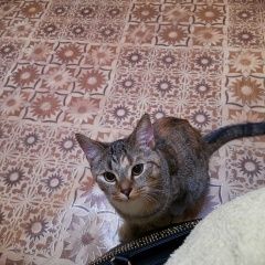 Подробнее об объявлении «Владивосток Пропала кошка» Фото: пропала кошка  «Владивосток Пропала кошка» в г. Владивосток