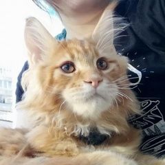 Подробнее об объявлении «Ярославль Пропал кот» Фото: пропала кошка Мейн-кун «Ярославль Пропал кот» в г. Ярославль
