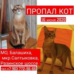 Подробнее об объявлении «Пропал кот Балашиха» Фото: пропала кошка Абиссинская «Пропал кот Балашиха» в г. Балашиха