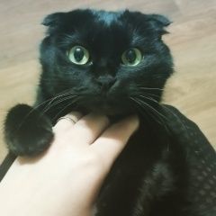 Подробнее об объявлении «Москва Пропала кошка печатники» Фото: пропала кошка  «Москва Пропала кошка печатники» в г. Москва
