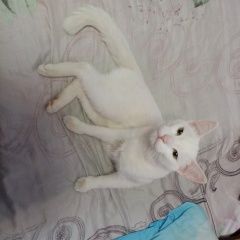 Подробнее об объявлении «Пропал кот Уфа» Фото: пропала кошка  «Пропал кот Уфа» в г. Уфа