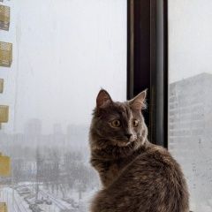 Подробнее об объявлении «Москва Пропала кошка метро пионерская, зао» Фото: пропала кошка  «Москва Пропала кошка метро пионерская, зао» в г. Москва