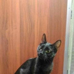 Подробнее об объявлении «Москва Пропал кот чёрный кот» Фото: пропала кошка  «Москва Пропал кот чёрный кот» в г. Москва
