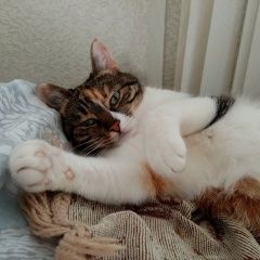 Подробнее об объявлении «Пропала кошка г. Ростов-на-Дону» Фото: пропала кошка  «Пропала кошка г. Ростов-на-Дону» в г. Ростов-на-Дону