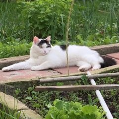 Подробнее об объявлении «Пропал кот белый с чёрными пятнами Подольск» Фото: пропала кошка  «Пропал кот белый с чёрными пятнами Подольск» в г. Подольск
