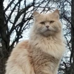 Подробнее об объявлении «Пропал кот крупный кот песочно рыжий Балашиха» Фото: пропала кошка  «Пропал кот крупный кот песочно рыжий Балашиха» в г. Балашиха
